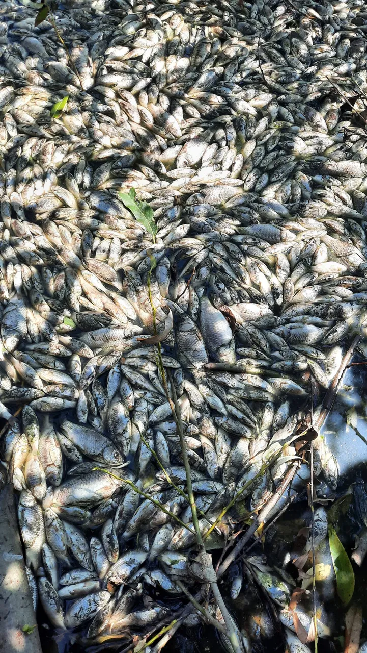 Экологическая катастрофа в Единцах: на поверхность озера всплыли тонны мертвой рыбы