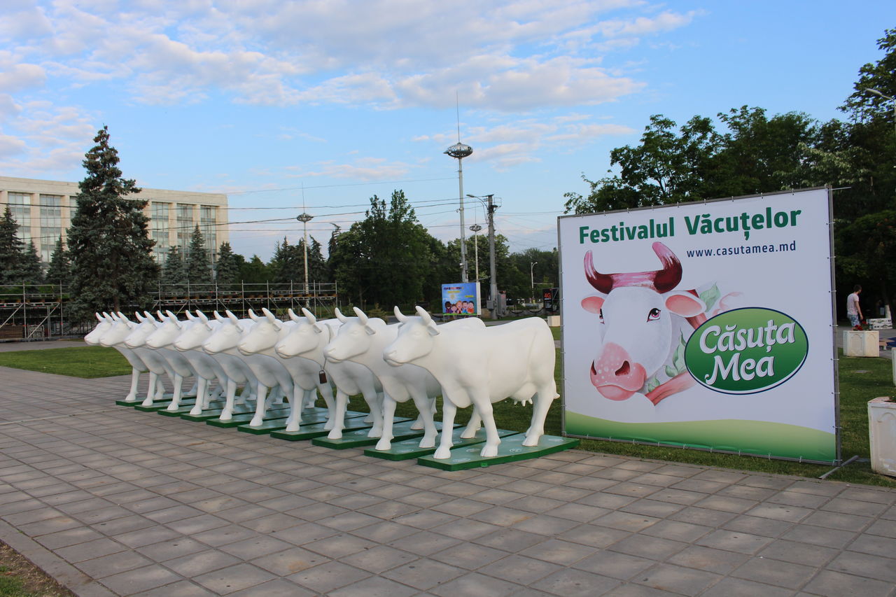 În weekend s-a desfășurat Festivalul Văcuțelor "Căsuța Mea" 2017 ®