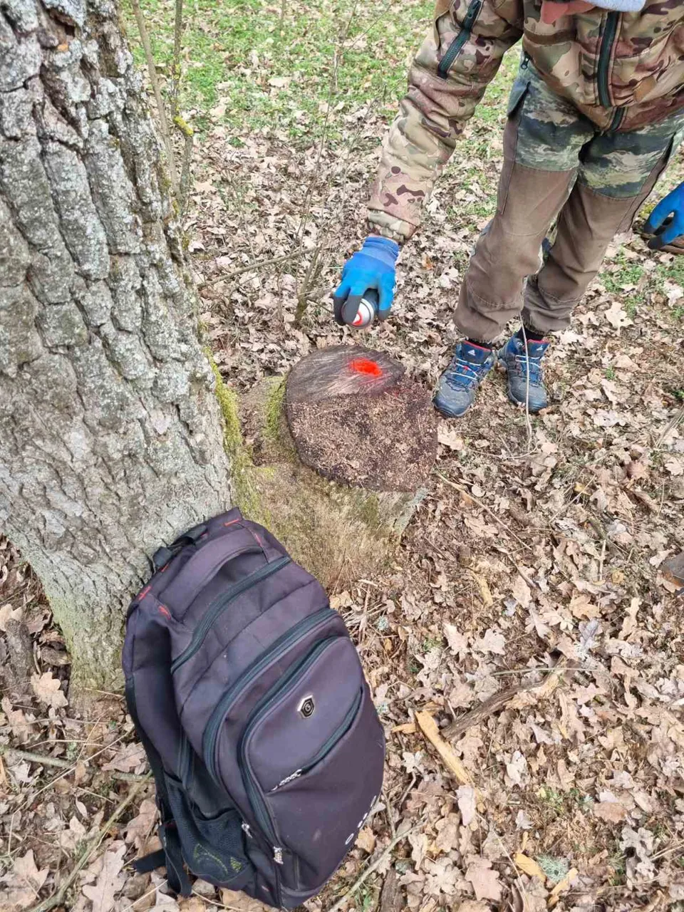 Tăieri ilegale de amploare de arbori la Dondușeni: Unele persoane, amendate