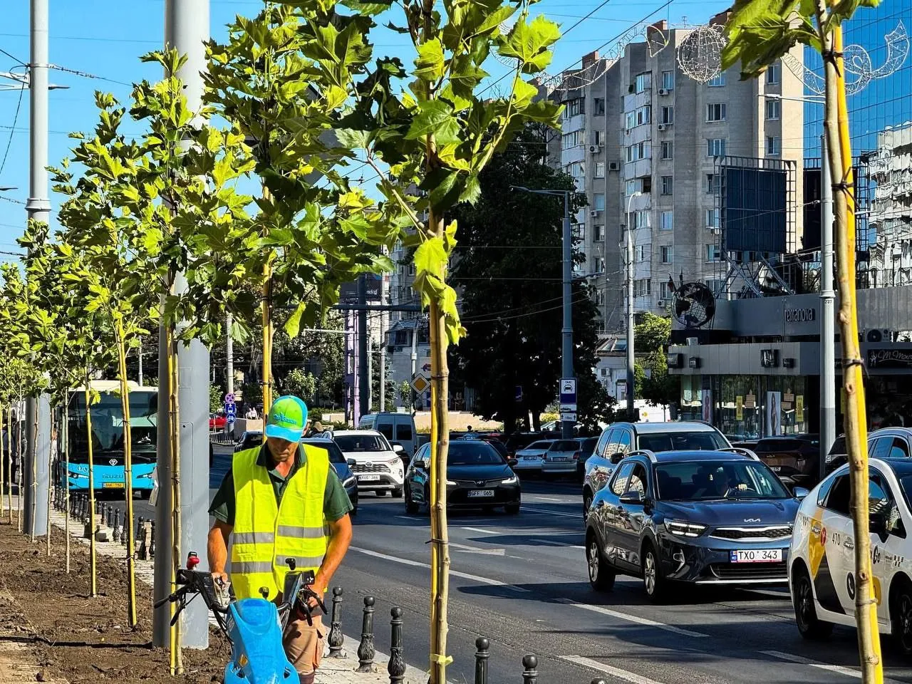 Proiectul de reamenajare dendrologică a bulevardului Ștefan cel Mare din Chișinău continuă