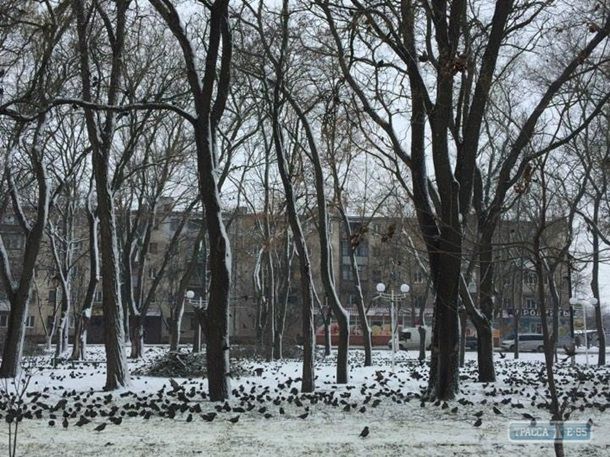 В Одесской области аномальное нашествие скворцов