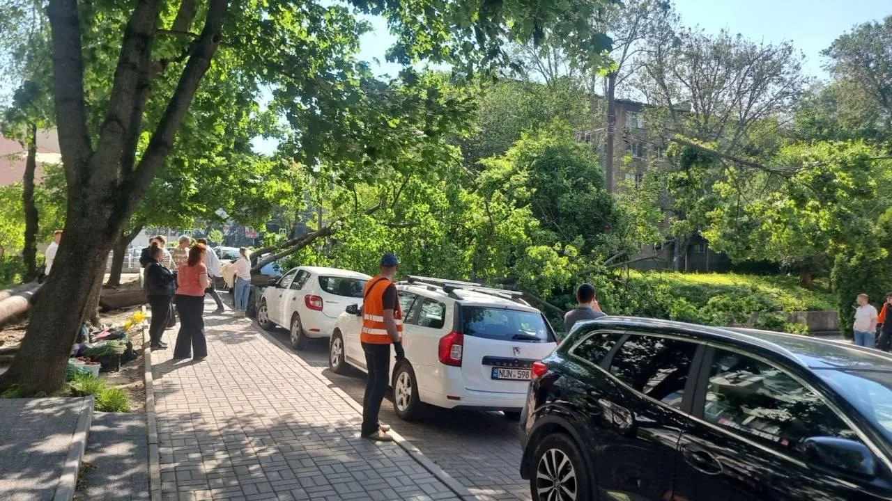 На Ботанике дерево упало на автомобиль