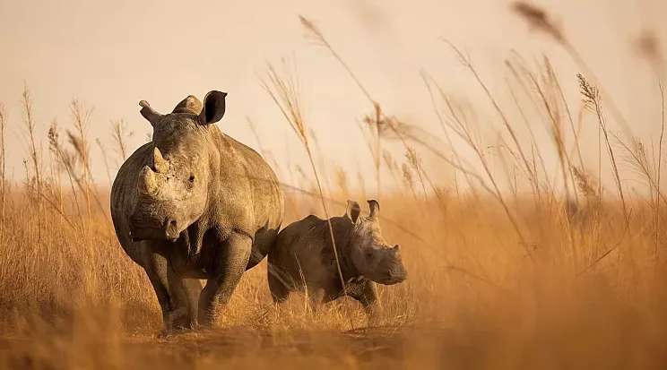 African Parks выпустит в дикую природу две тысячи белых носорогов, выставленных на торги