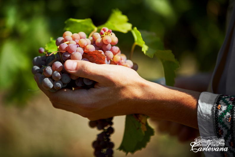 «Dionysos-Mereni» va fabrica un număr record de sticle de vin
