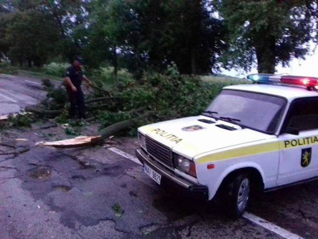 Последствия грозы в Молдове: повалены деревья, обесточены села
