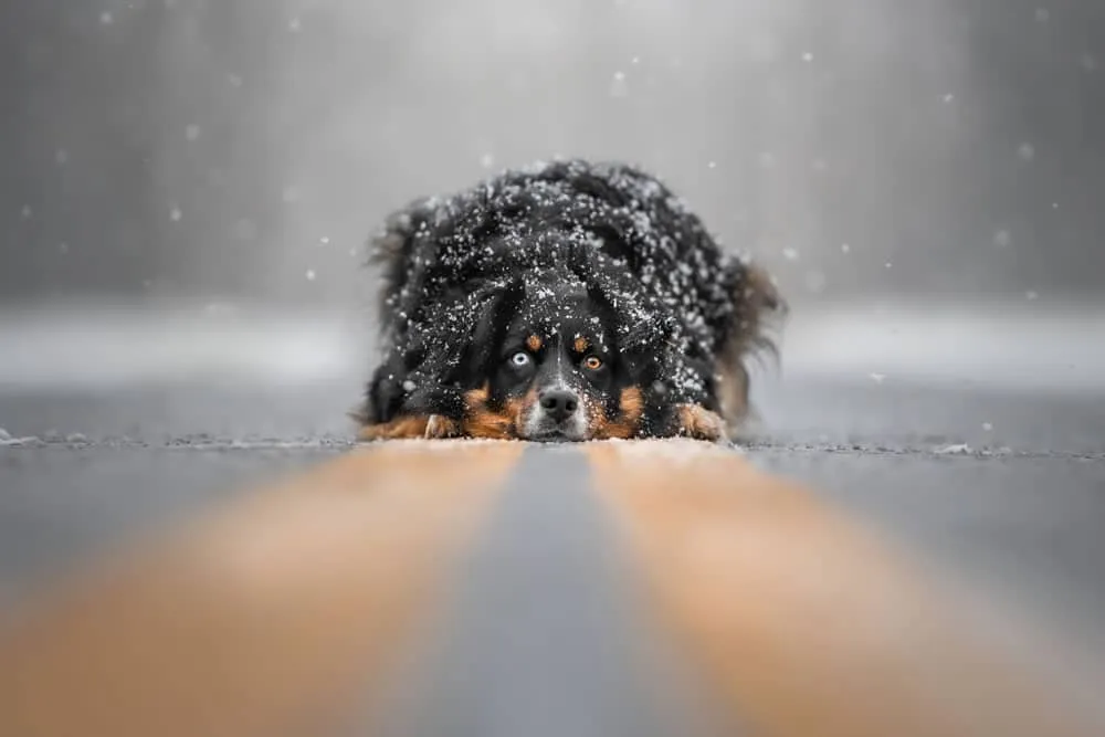 Названы победители премии Dog Photography Awards 2023