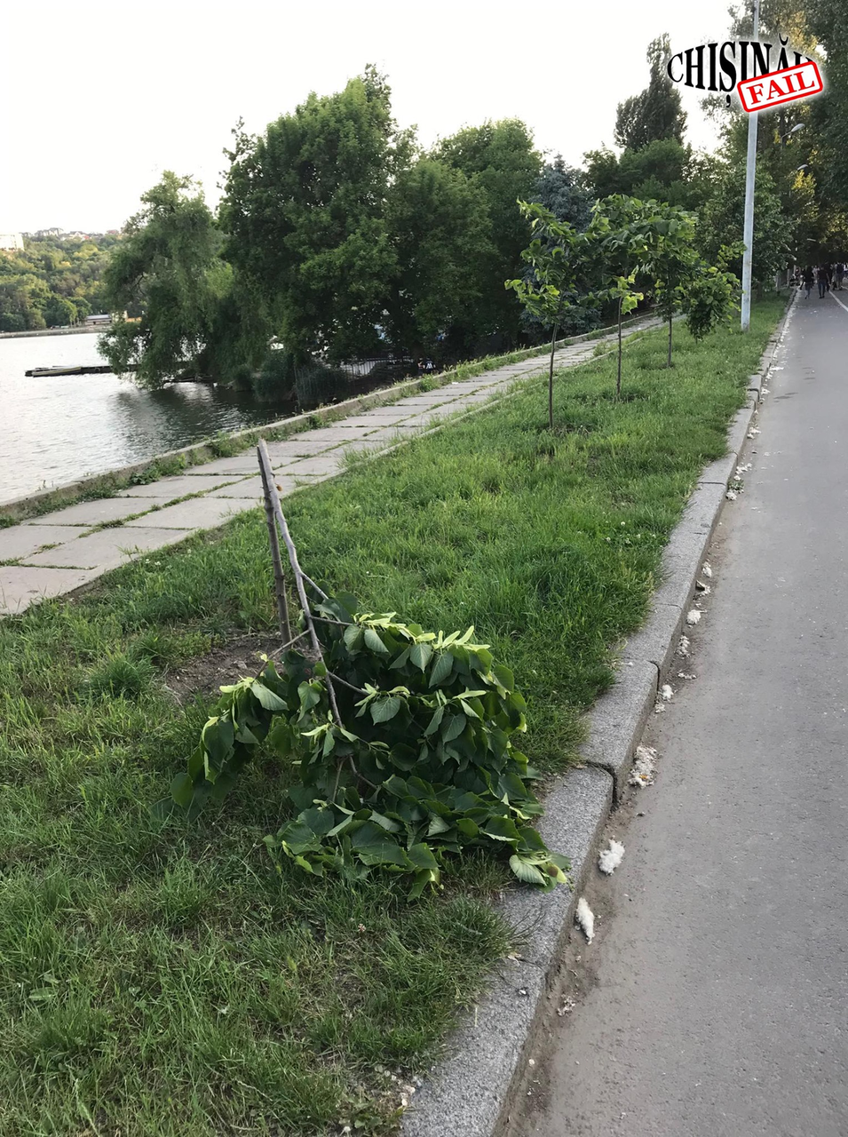 Вандалы сломали деревья в столичном парке "Валя Морилор"