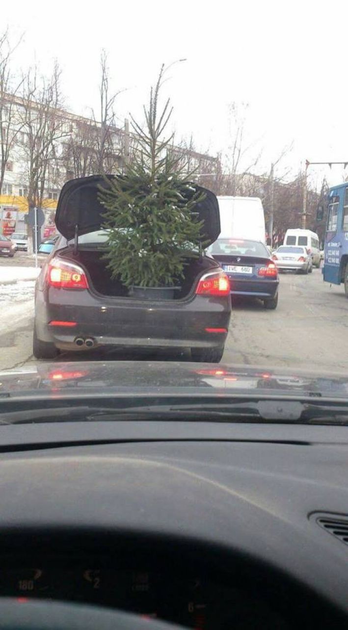 Столичный водитель провез по городу елку в открытом багажнике