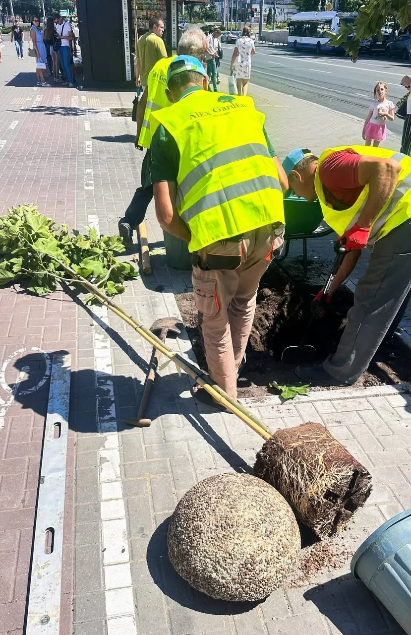 Proiectul de reamenajare dendrologică a bulevardului Ștefan cel Mare din Chișinău continuă