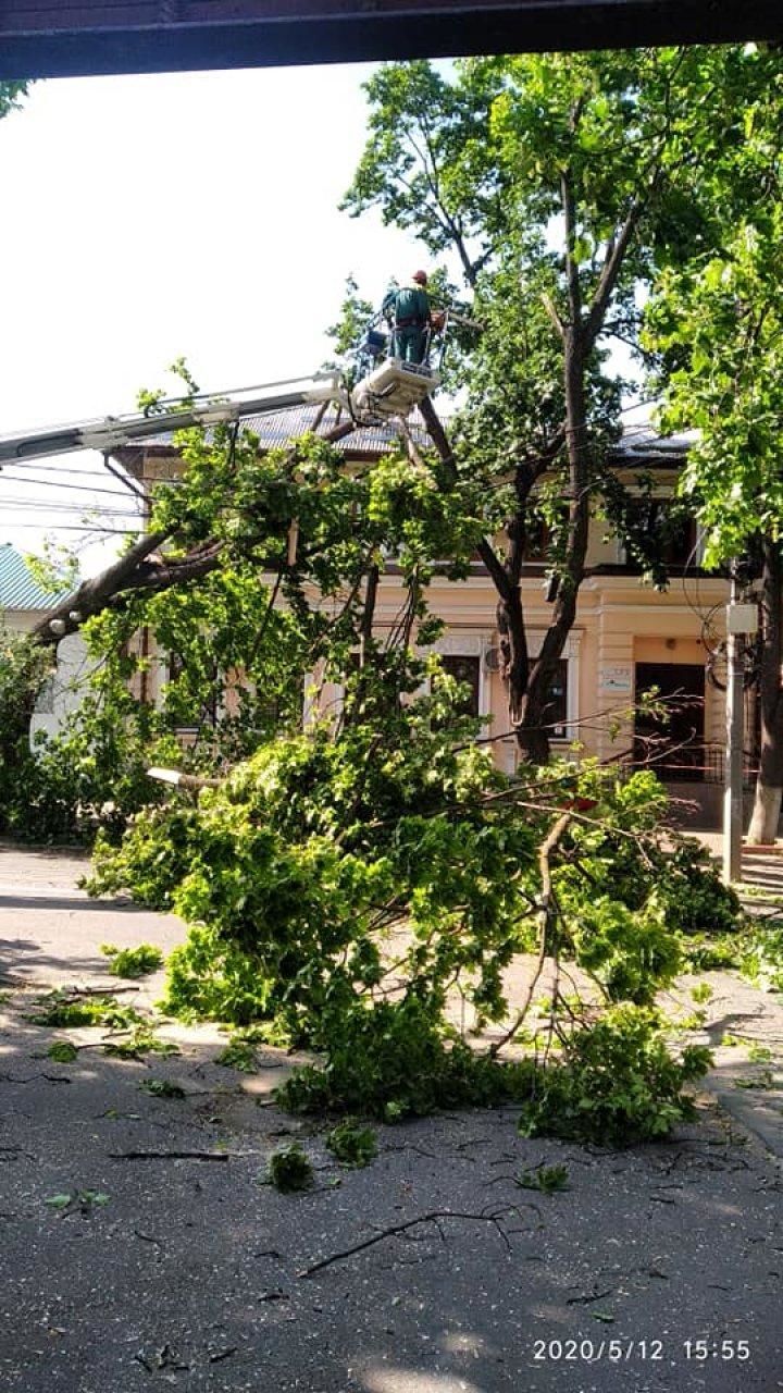 Из-за сильного ветра в Кишиневе ломаются крупные ветки, обрывая провода