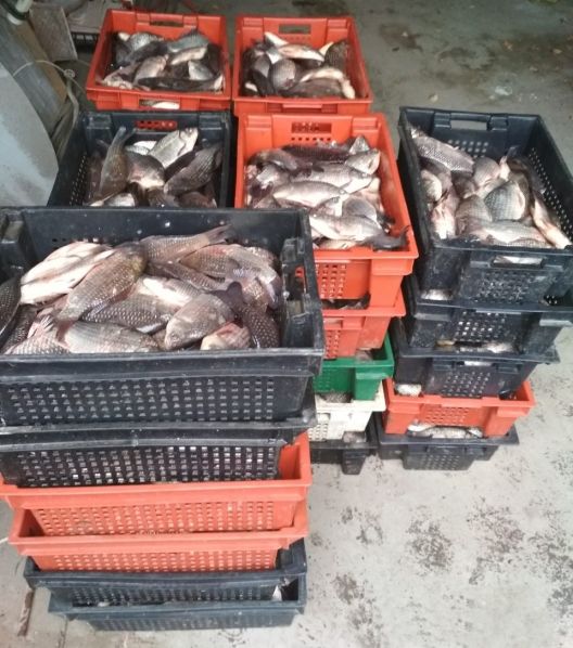 В Каушанах полицейские задержали 500 кг свежей рыбы без документов