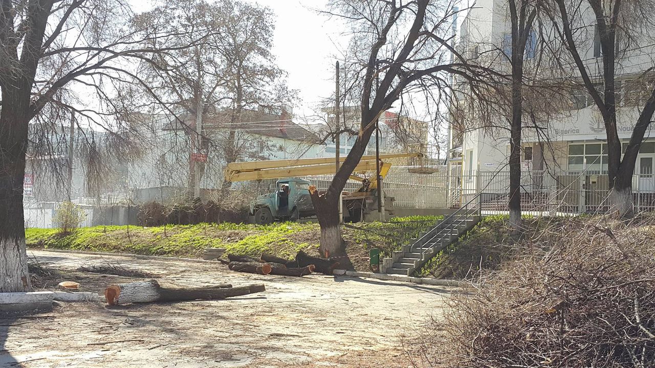 Либералы вырубают деревья возле ДК железнодорожников, чтобы построить гостиницу