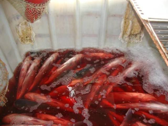 Нелегальная торговля живой рыбой в Молдове набирает обороты