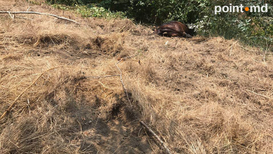В парке Валя Морилор погибла лошадь