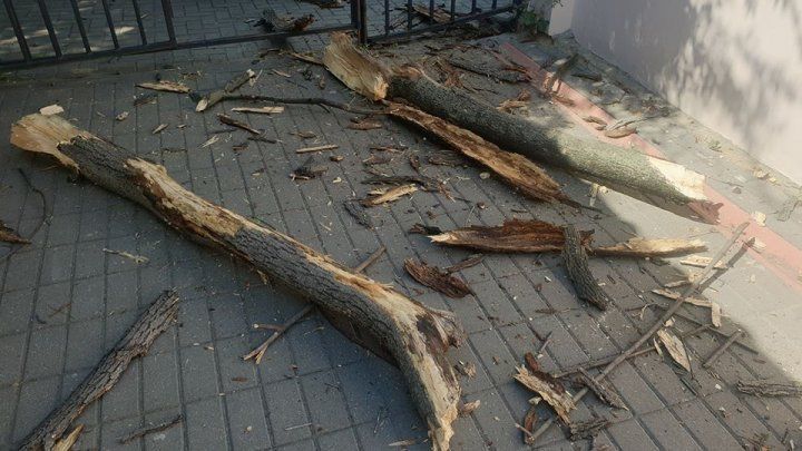 На автомобиль в столице рухнула сухая ветка