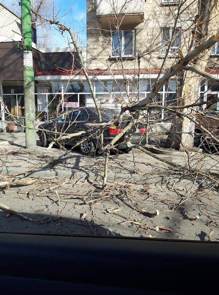 В столице упавшее дерево повредило автомобиль