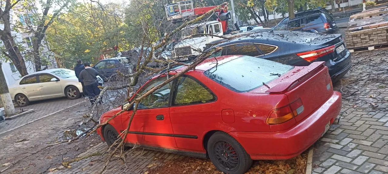 В столичном секторе Ботаника упало дерево, повредив несколько автомобилей