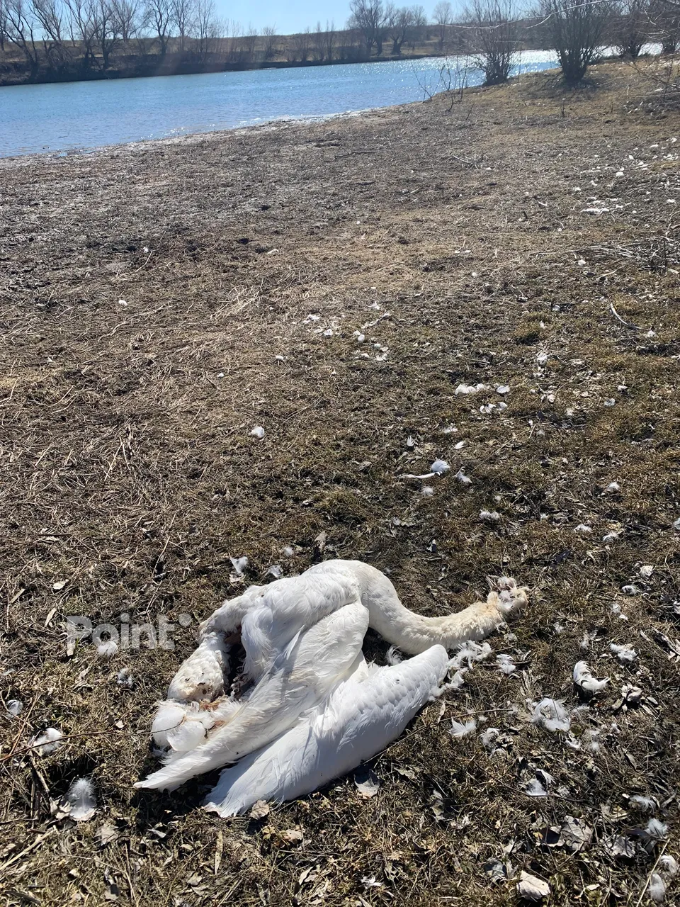 В Молдове на берегу Днестра обнаружены мертвые лебеди