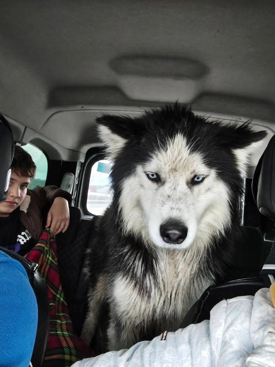 Un husky abandonat lângă Chișinău a stat șase zile lângă prietena sa moartă: I se caută un adăpost