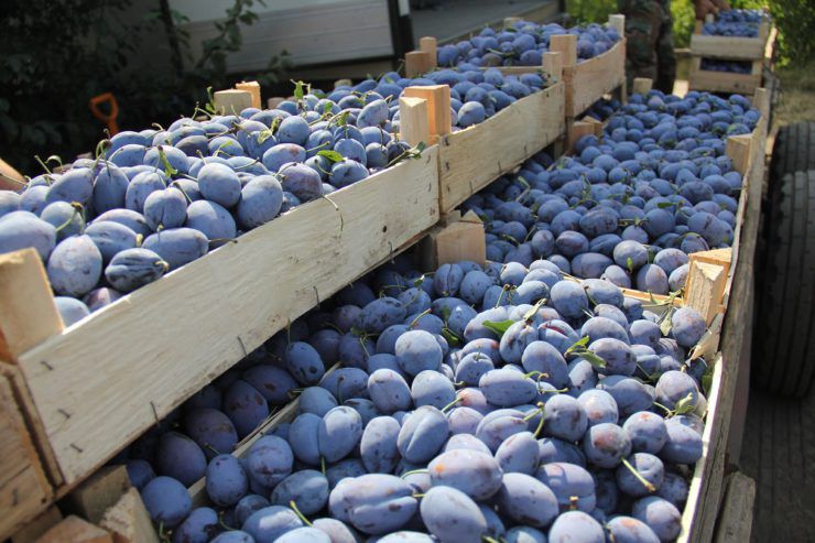 După interzicerea importului de prune moldovenești, Rusia interzice și importul de mere