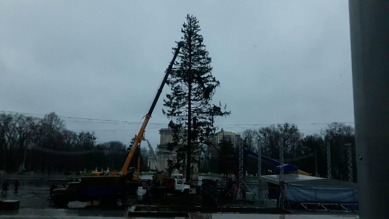 UPDATE: Cum arată bradul ajuns în PMAN. Glume și reacția Silviei Radu
