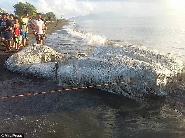 Неизвестное морское чудище напугало жителей Филиппин