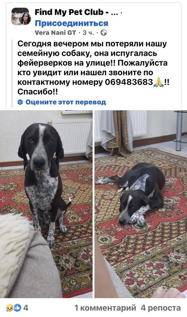 Десятки собак пропали в новогоднюю ночь из-за фейерверков