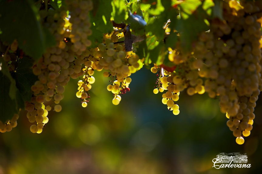 «Dionysos-Mereni» va fabrica un număr record de sticle de vin