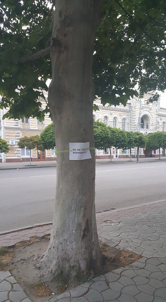 В Кишиневе граждане защищают деревья от Киртоакэ