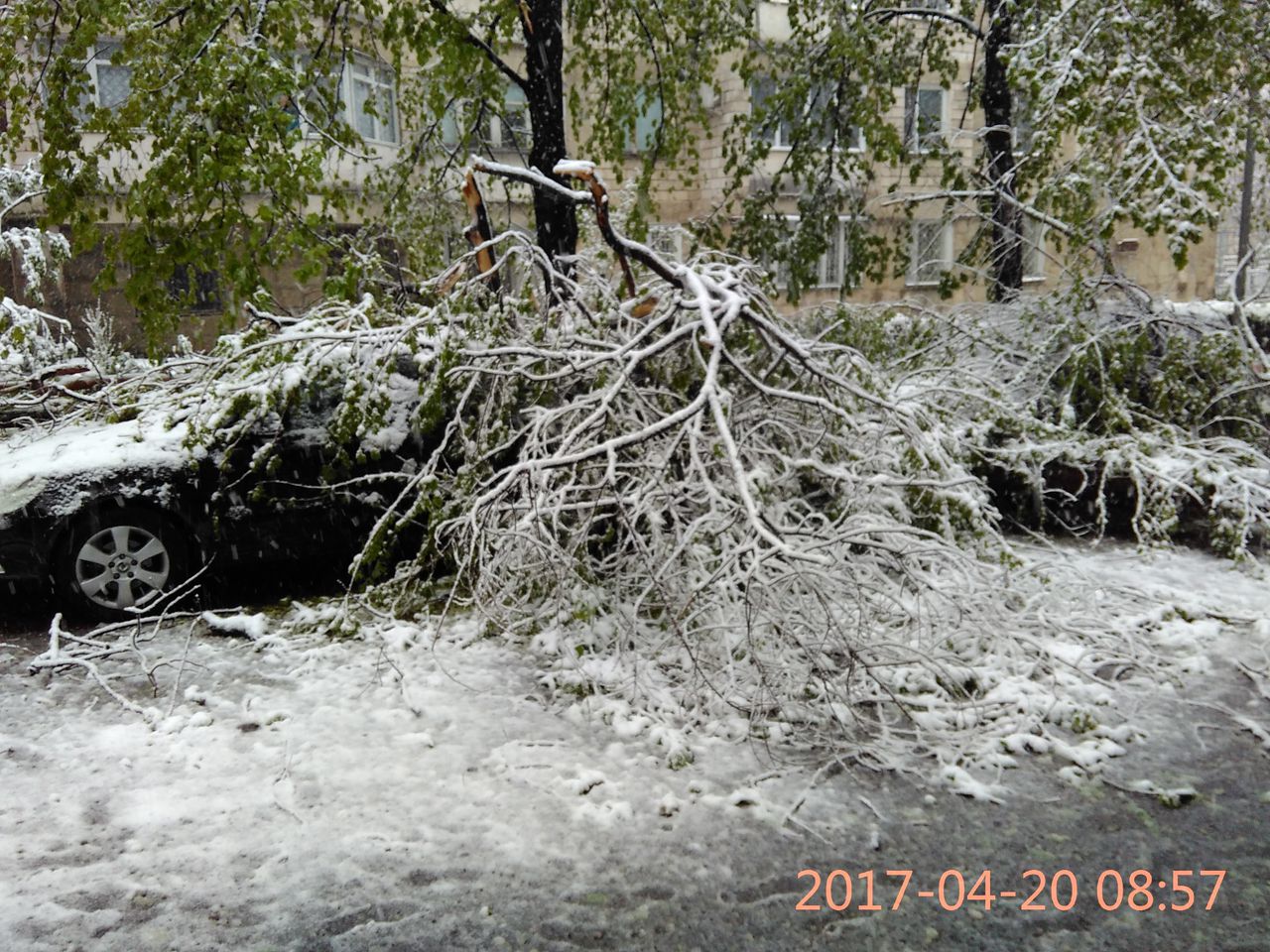 Necaz pentru şoferi: Copacii au căzut peste automobilele parcate