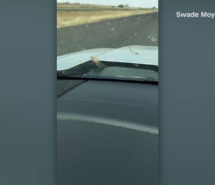 Un șarpe a ieșit de sub capota unei mașini în mers. Reacția șoferului
