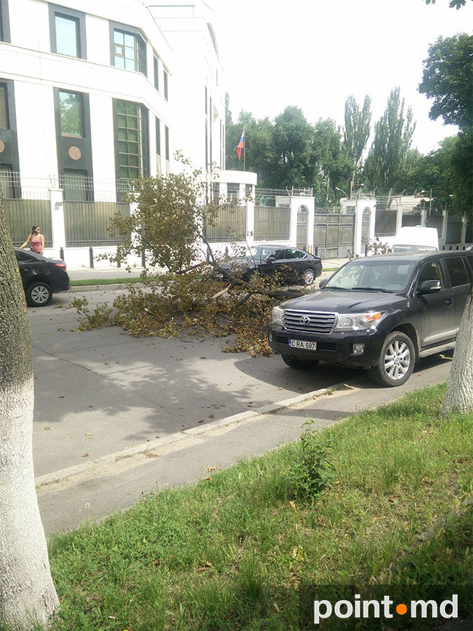 В Кишиневе ветка упала на машину главы ЖДМ Юрия Топалэ