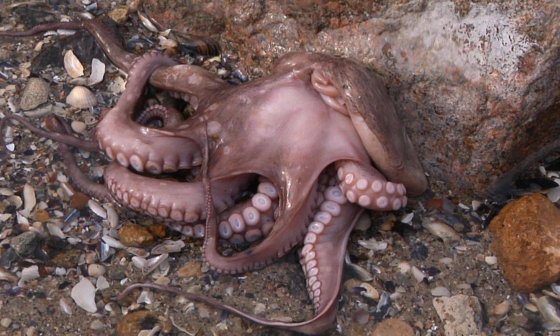 В Одессе на пляже обнаружили необычного морского жителя