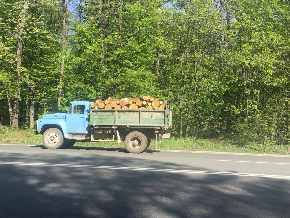 Под Оргеевом идёт масштабная вырубка леса