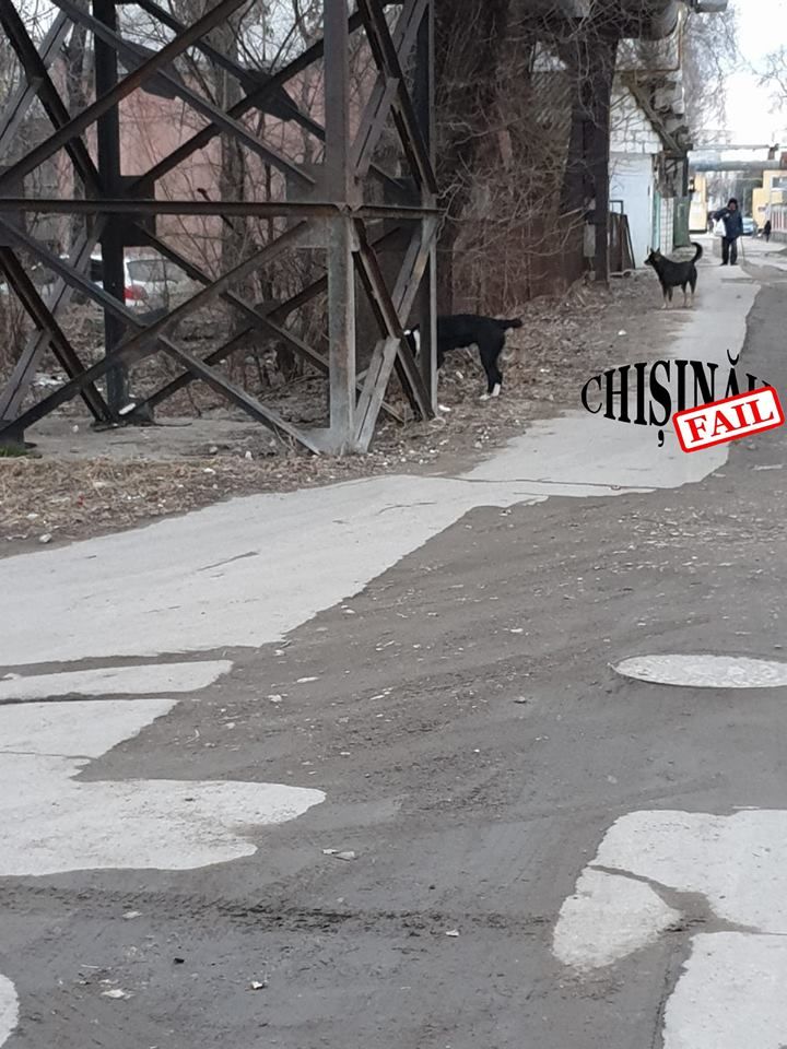 В центре столицы стая бродячих собак покусала женщину