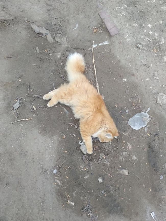 Mai multe pisici, găsite moarte pe o stradă din Capitală - Stiri 