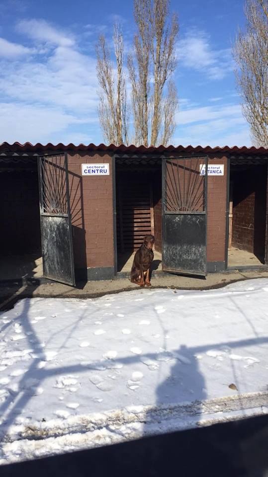 В Кишиневе женщину на прогулке покусала собственная собака