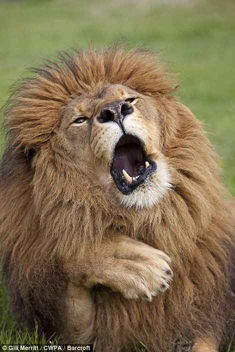 Опубликованы самые смешные фотографии животных на конкурсе Comedy Wildlife Photography Awards 2017