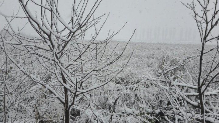 Decembrie a îmbrăcat în straie de sărbătoare orașul Briceni. Imagini inedite cu a doua zăpadă