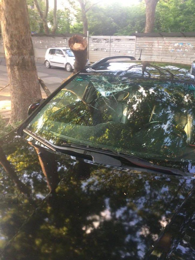 В Кишиневе упавшая ветка повредила автомобиль