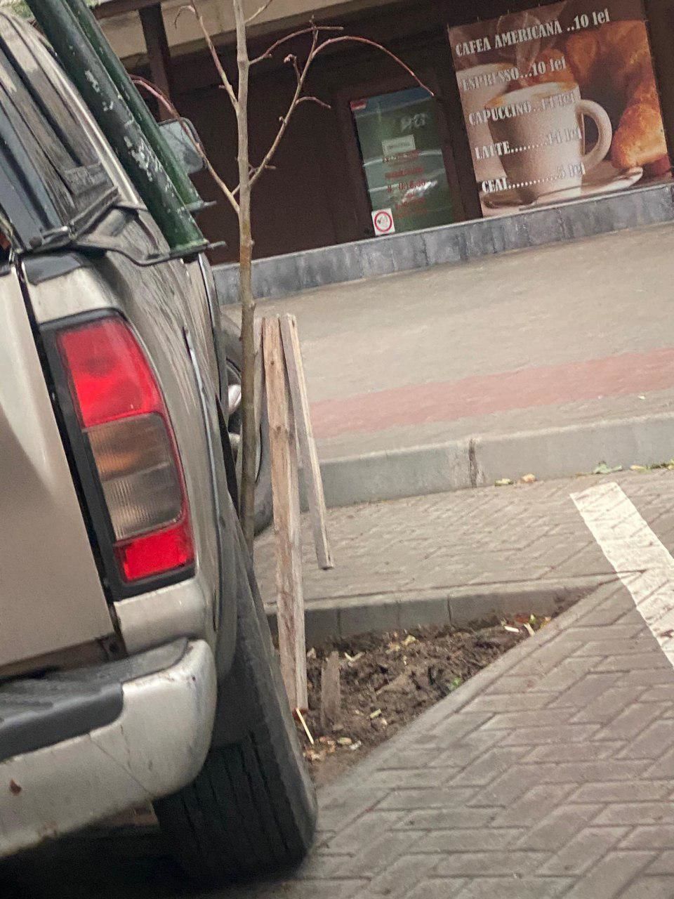 В столице водитель припарковал авто, наехав на молодое дерево
