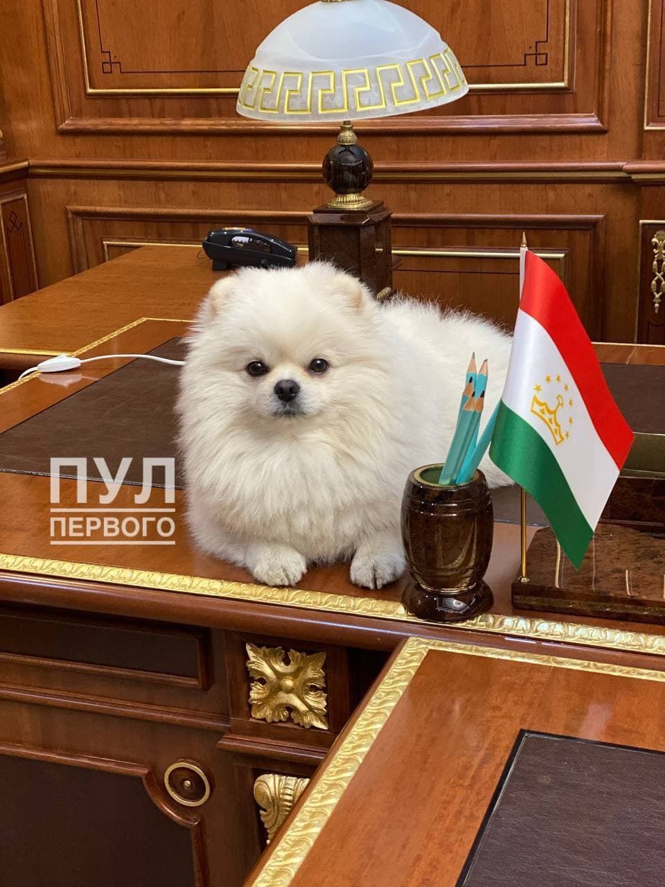 Лукашенко взял на саммит ОДКБ шпица Умку, опровергнув слухи о его гибели