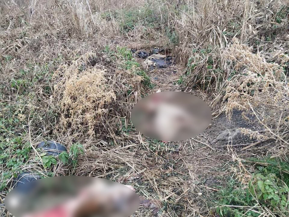 В селе Резинского района туши мертвых свиней разлагаются прямо на улице