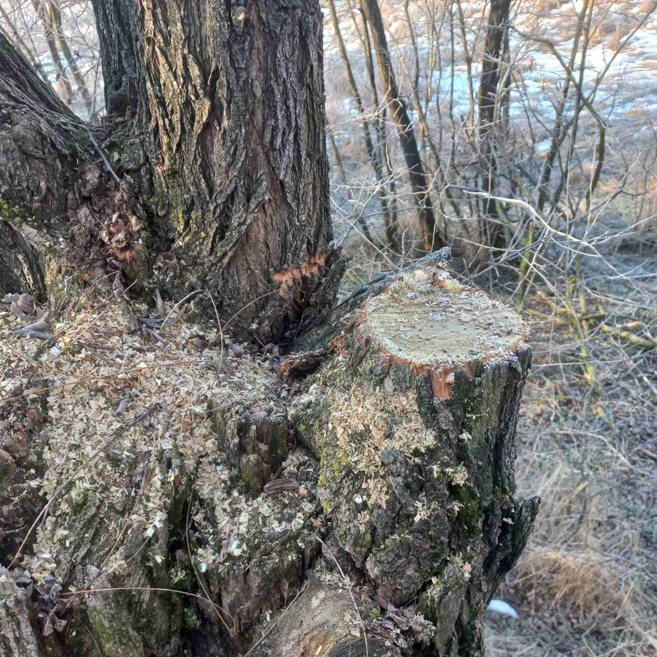 В Резинском районе незаконно срубили несколько акаций
