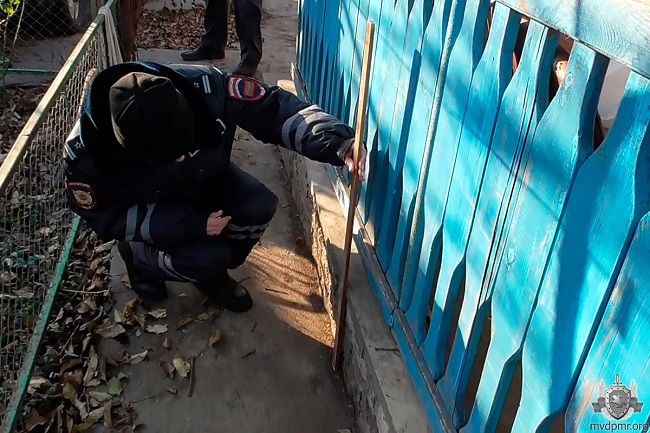 Жителя Приднестровья наказали за ролик в Instagram с участием кота