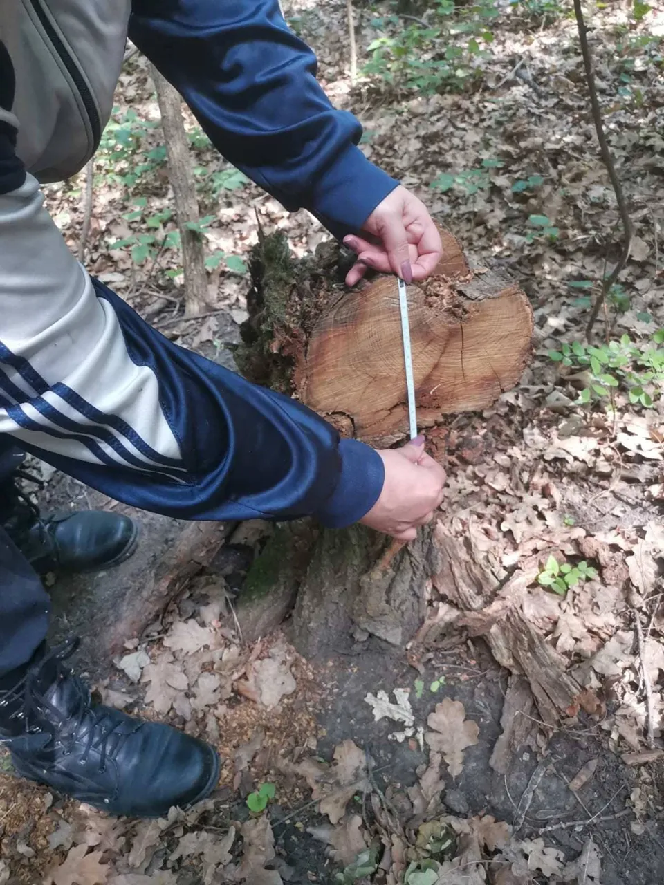 В Бричанах незаконно спилили более 30 деревьев