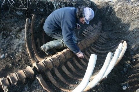 На Камчатке нашли скелет морской коровы, вымершей 250 лет назад