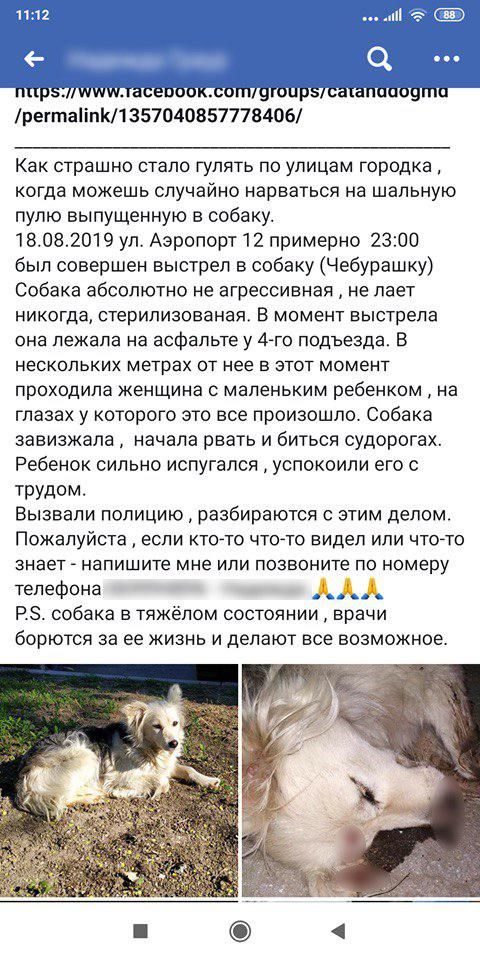 В Кишиневе мужчина застрелил собаку на глазах у ребенка