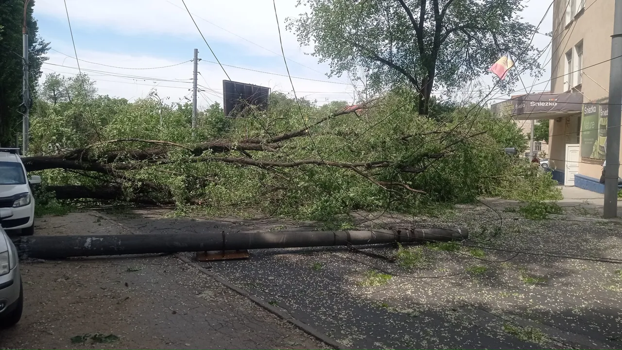 Упавшее дерево