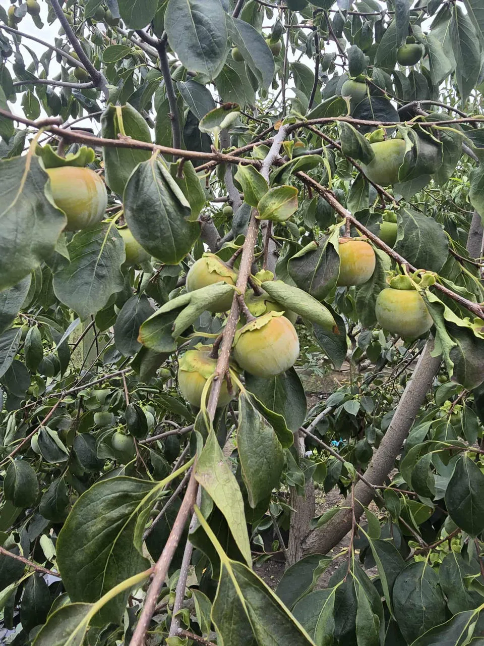 Un bărbat din Drochia a creat o grădină exotică cu fructe și plante rare